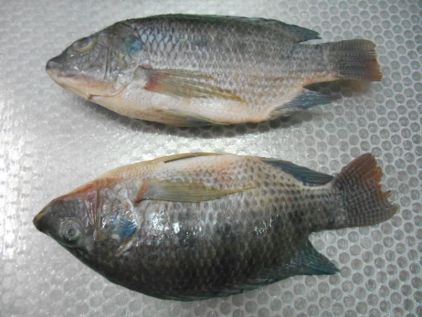 Tilapia WR